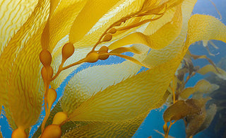 Towards Blue Beauty