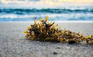 The Miracle of Sea Kelp Fermentation