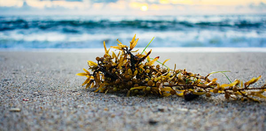 The Miracle of Sea Kelp Fermentation